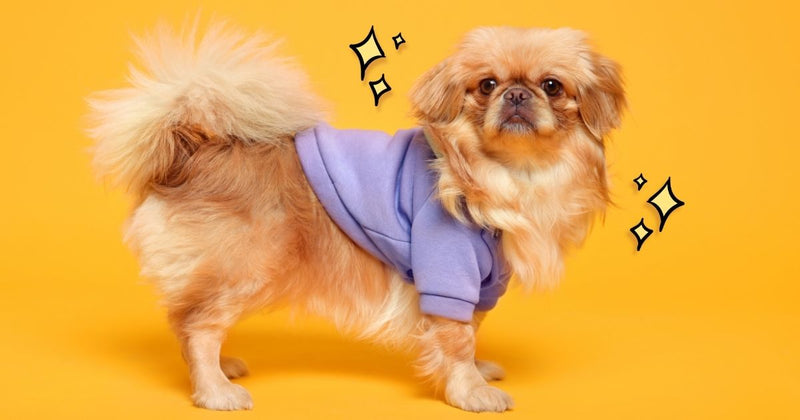 January 14th is National Dress Up Your Pet Day!