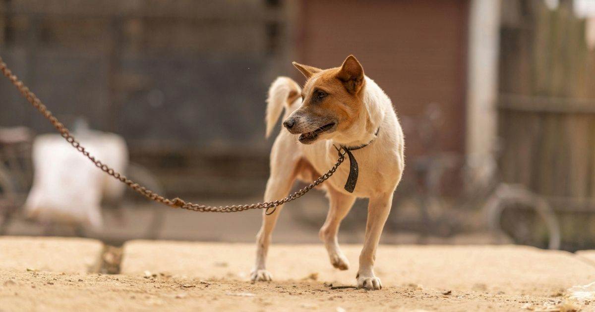 January is Unchain a Dog Month