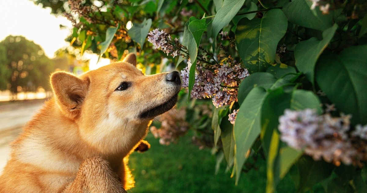 Guide: Top 9 Toxic Household Plants for Pets