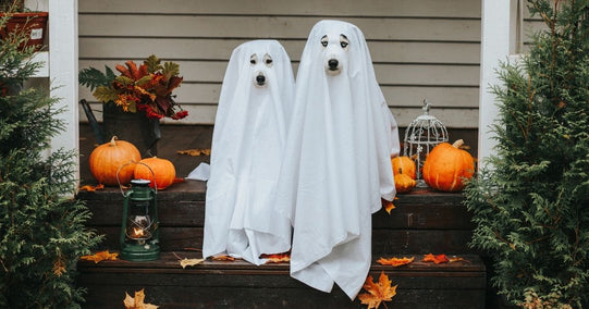 Halloween Activities for You and Your Fur Baby