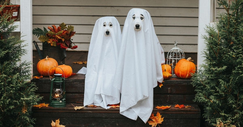 Halloween Activities for You and Your Fur Baby