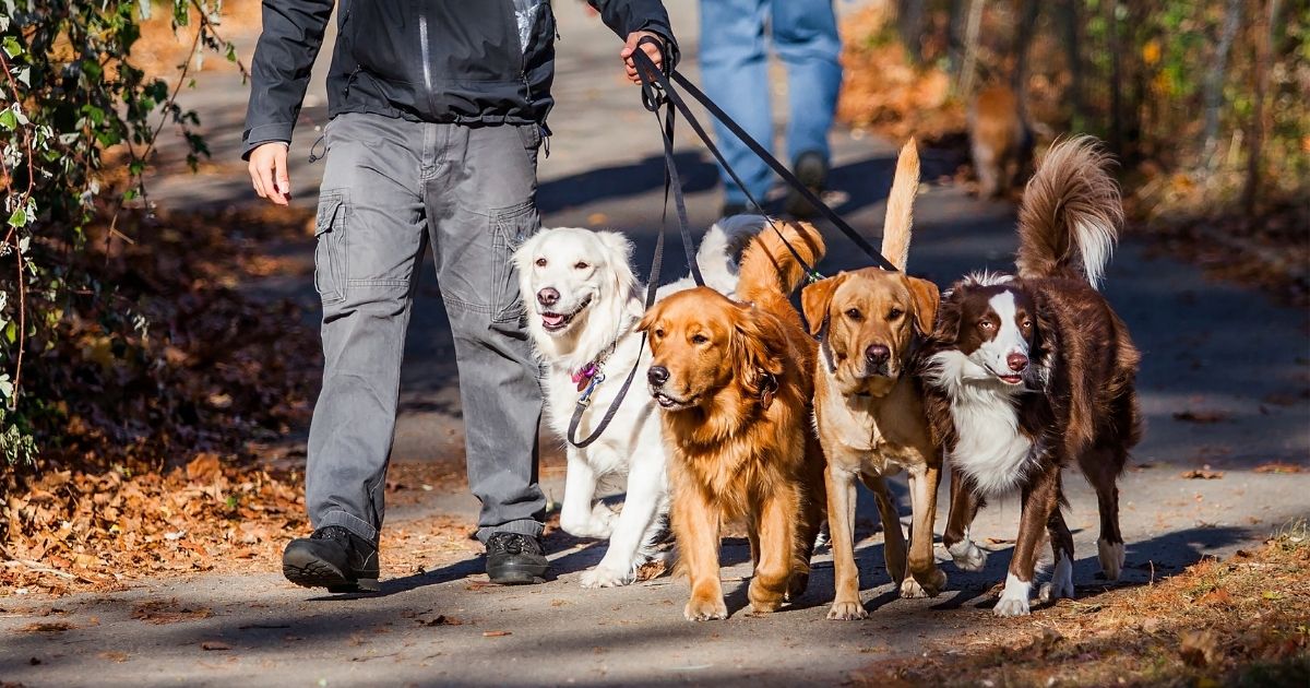 Celebrate Walk Your Dog Day