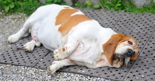 The Scary Truth About Pet Obesity in America
