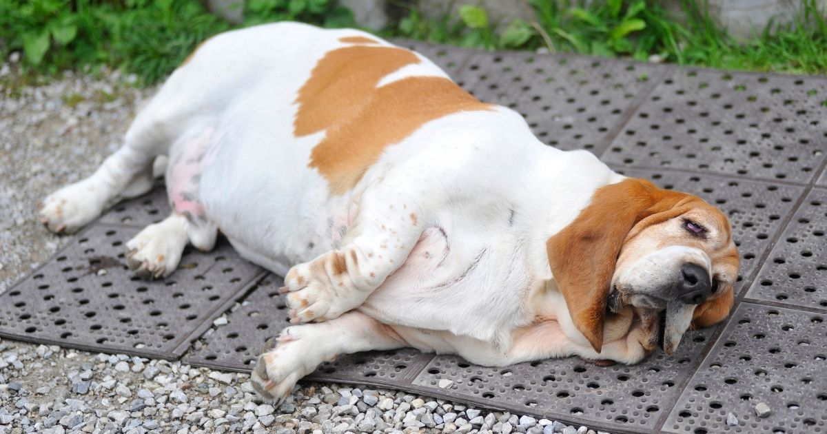 The Scary Truth About Pet Obesity in America