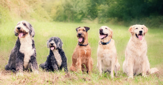 Ways To Celebrate National Dog Day