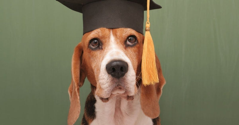 Is your dog a genius?
