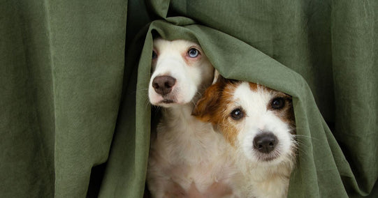 Hush Puppies: How To Calm The Anxious Dog