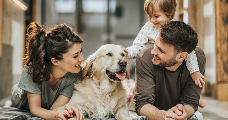 Ways to Celebrate National Pet Week