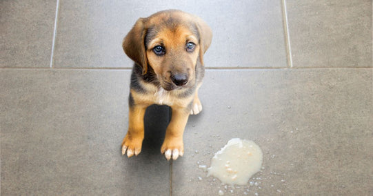 Dog Vomit Colors: What They Mean and When to Worry