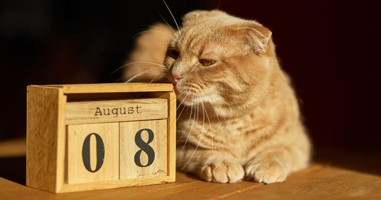 International Cat Day