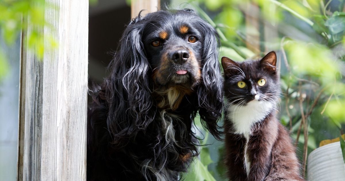 Why Does Sustainability Matter for Your Pet’s Health?