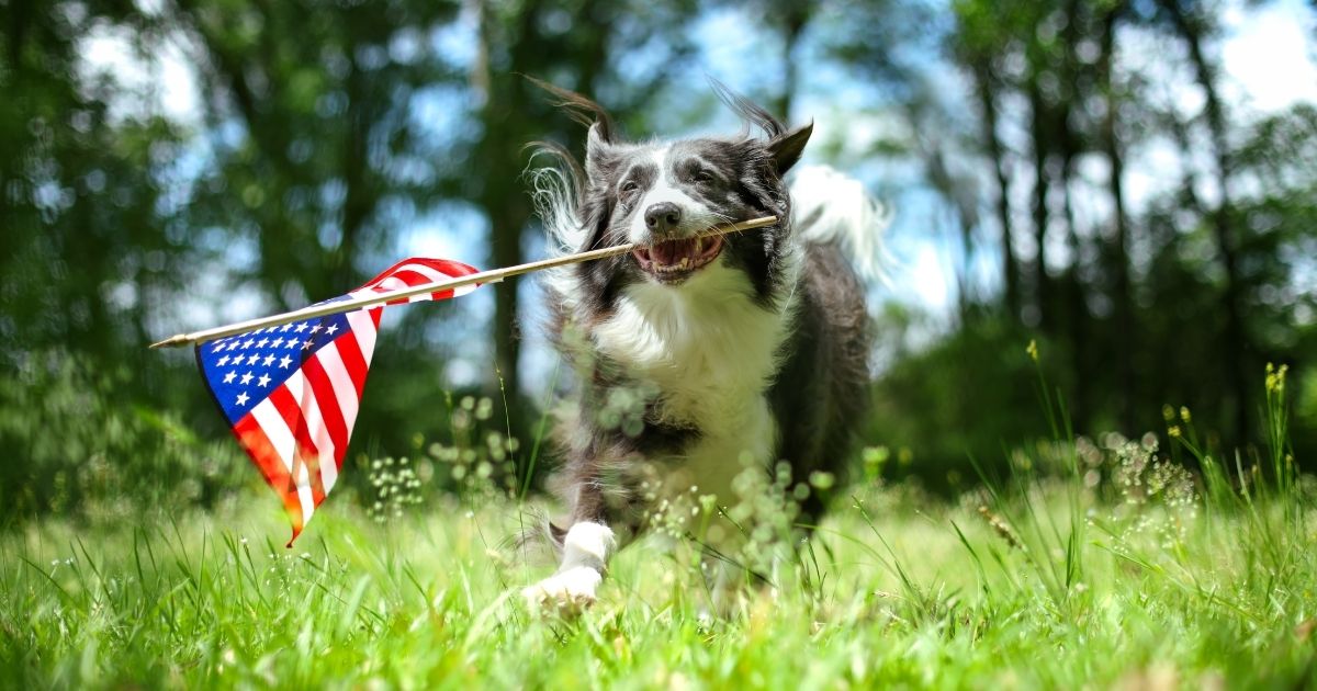 How to Celebrate Labor Day with Your Dog