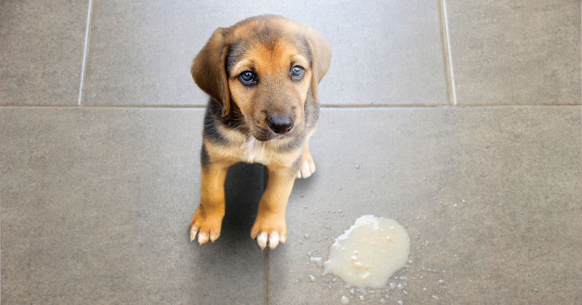 Dog Vomit Colors: What They Mean and When to Worry