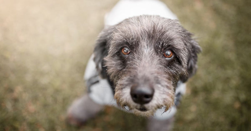 What is so special about a mutt?