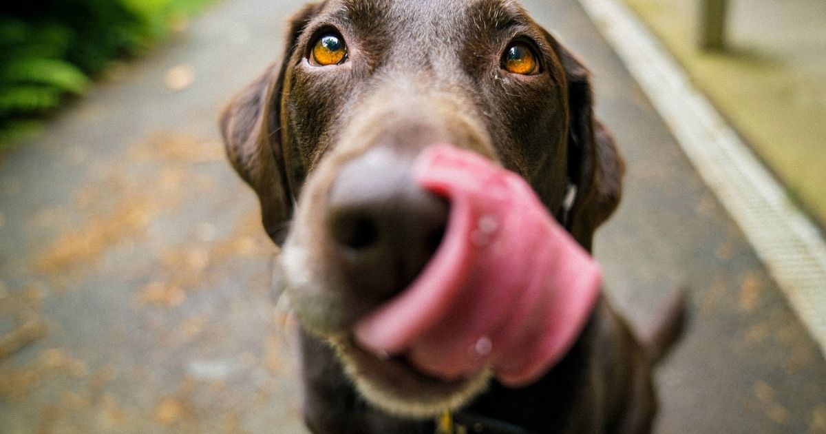 What Can Dogs Not Eat?