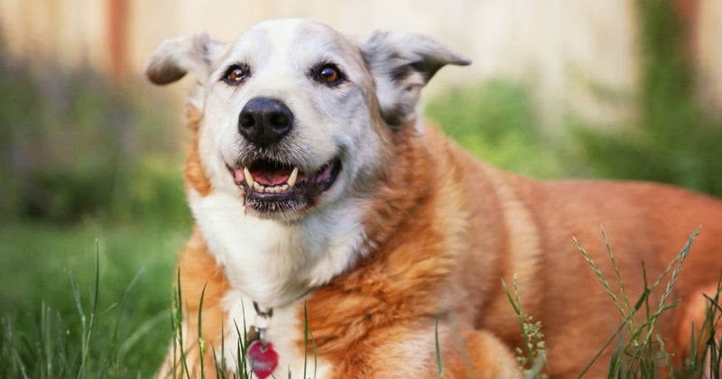 5 Reasons Why You Should Adopt a Senior Dog