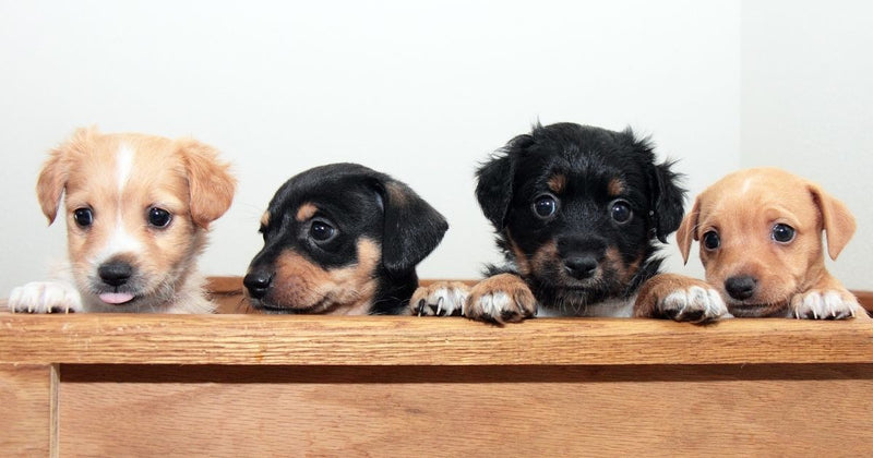 Happy National Puppy Day from Vital Pet Life!