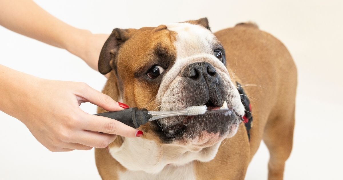 February is Pet Dental Health Month