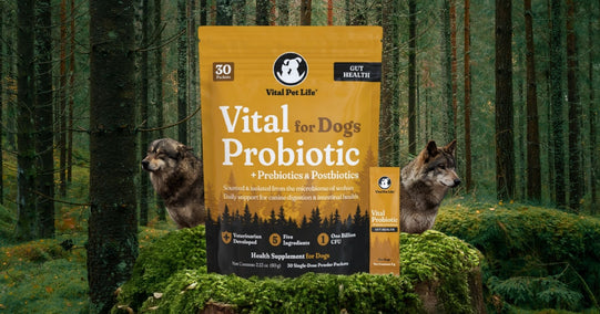 Probiotics for Dogs: Science-Backed Support for Gut and Immune Health