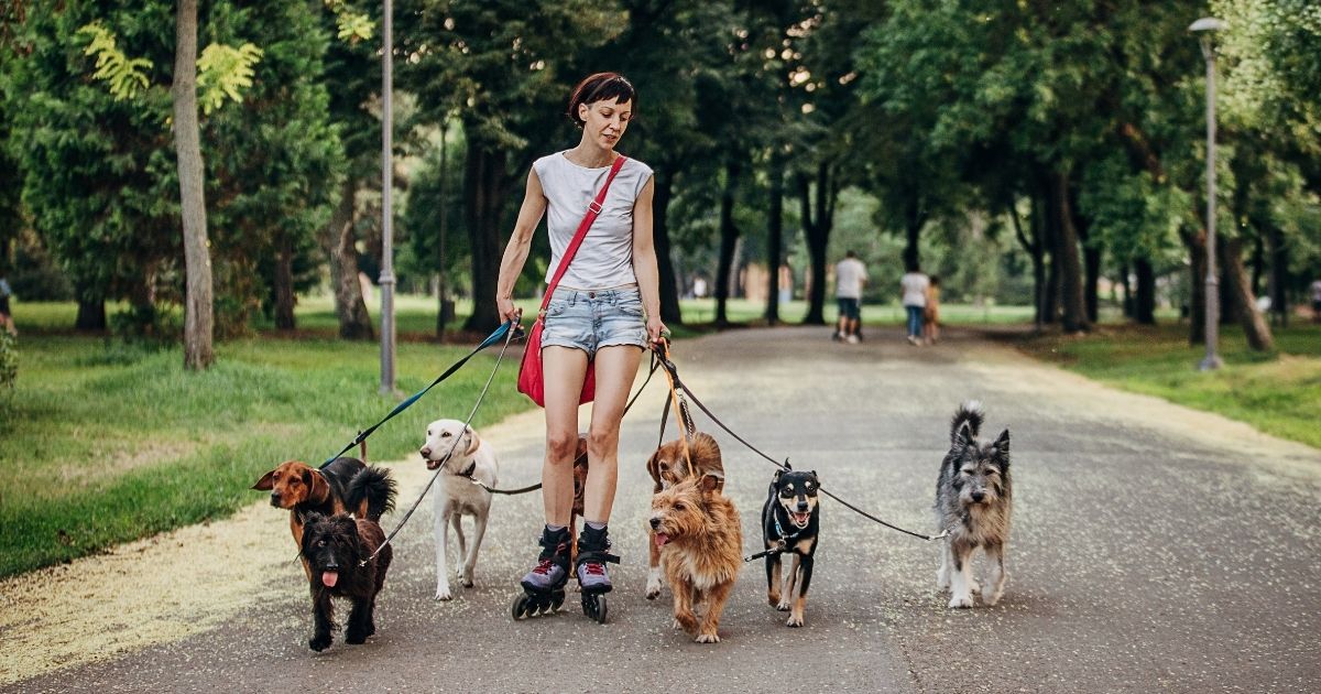 What Do Pet Sitters Do?