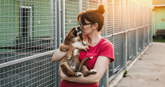 Adopt a Shelter Pet Day: Help Animals in Need