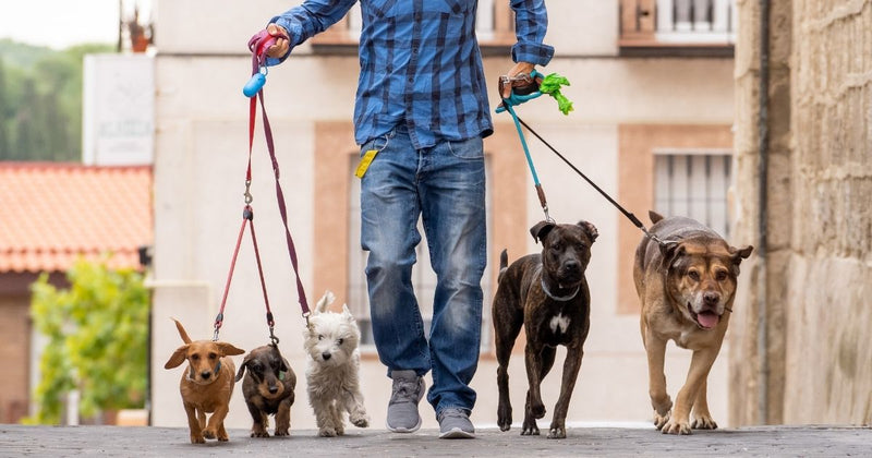 Professional Dog Walker: What Do They Do?