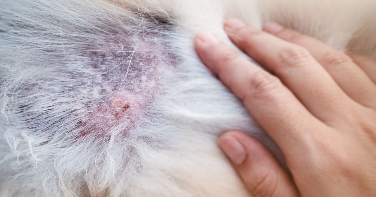 Salmon Oil for Dogs and Cats: Dandruff & Flaky Skin