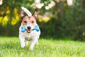 Active Dog