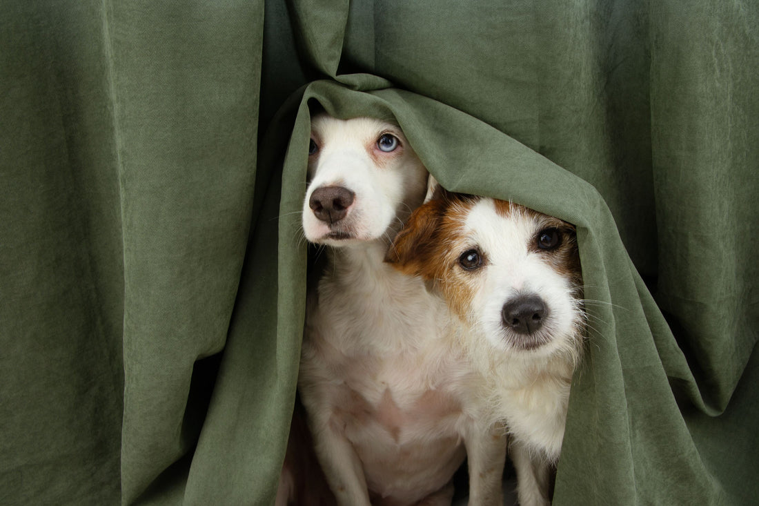 2 dogs having anxiety