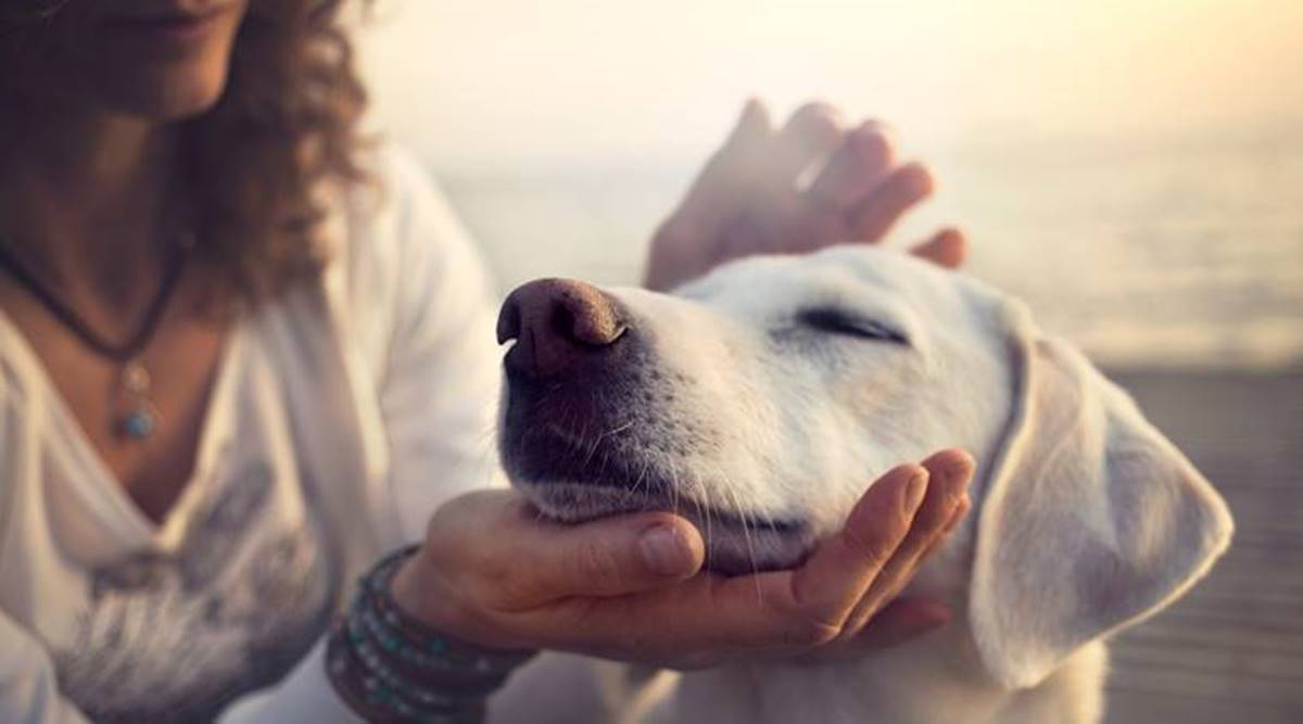 A dog with its owner