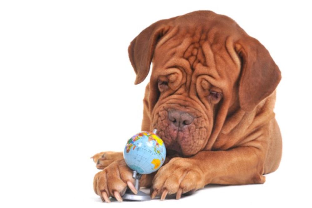 Dog holding a small globe