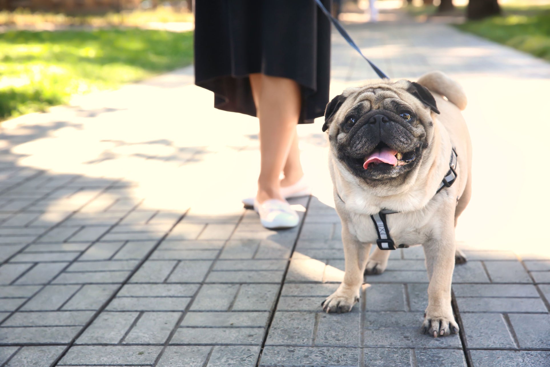 Pug with owner walking 