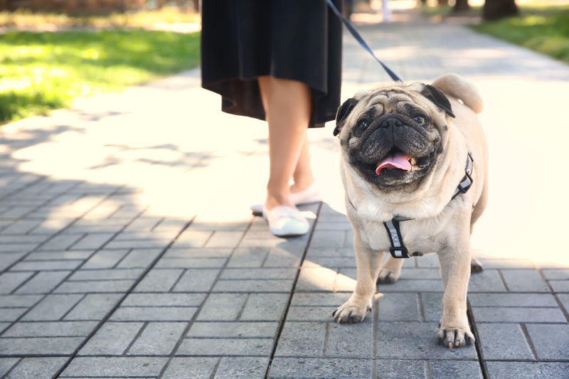 Pug with owner walking 