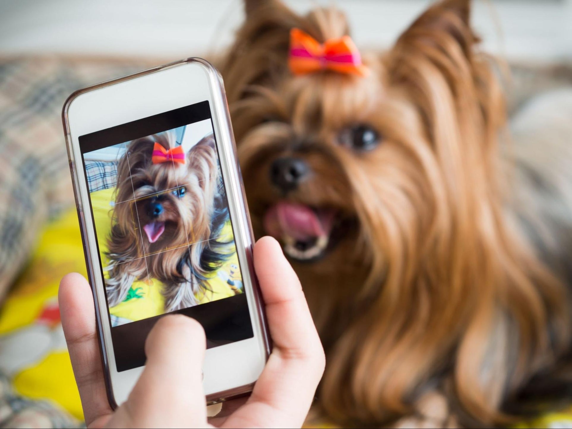 Dog photo