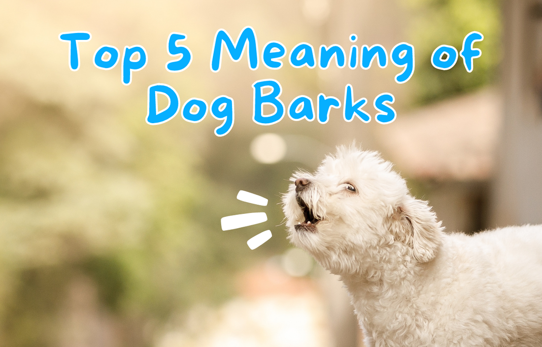 Top 5 Meaning Of Dog Barks