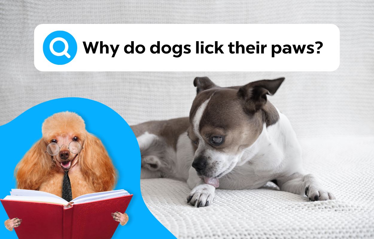 Why Do Dogs Lick Their Paws?