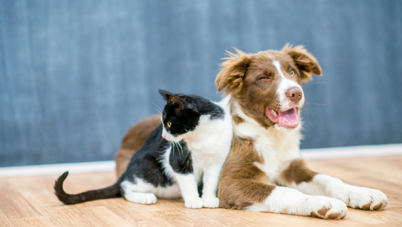 Salmon oil for dogs and cats