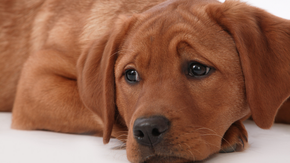 Pet Separation Anxiety