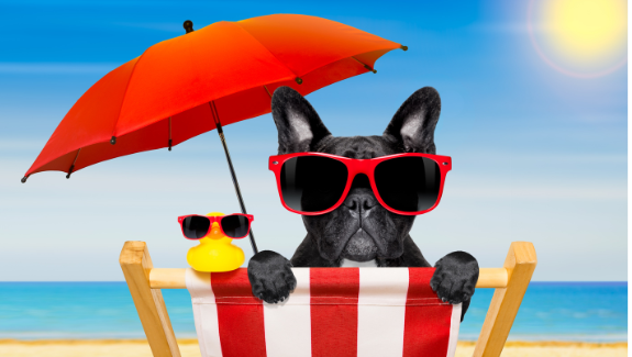 Dog at the beach