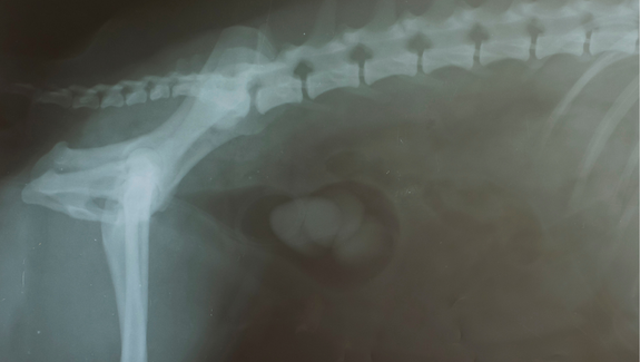 Bladder stones in dogs