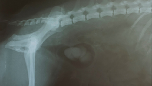 Bladder stones in dogs