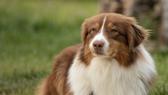 Salmon Oil for Dogs and Cats: Shedding