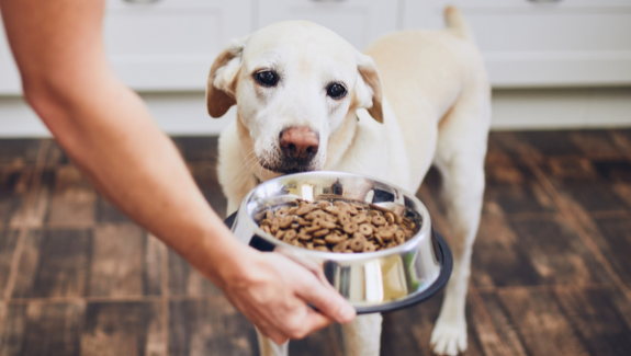 Dog eating on dog bowl
