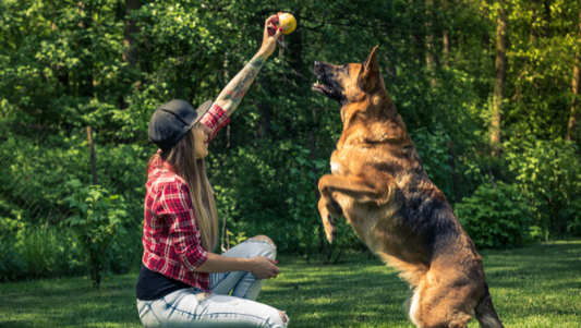 What is Schutzhund Training for Dogs