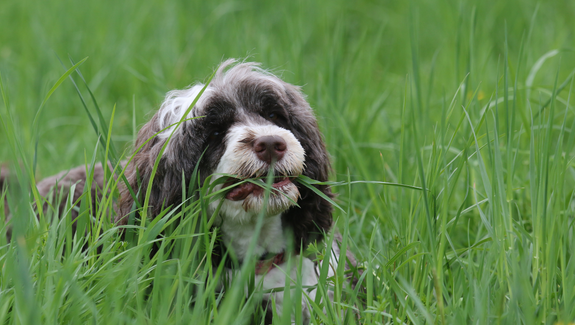 Dog walking on grass