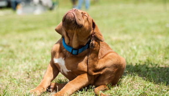Dog with fleas