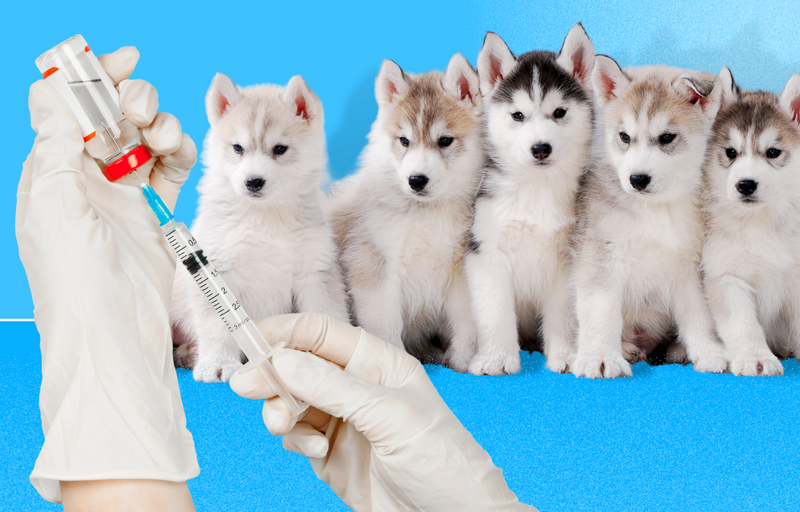 Puppy vaccination