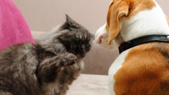 Cats and Dogs at Home: How to Prevent Pet Fights