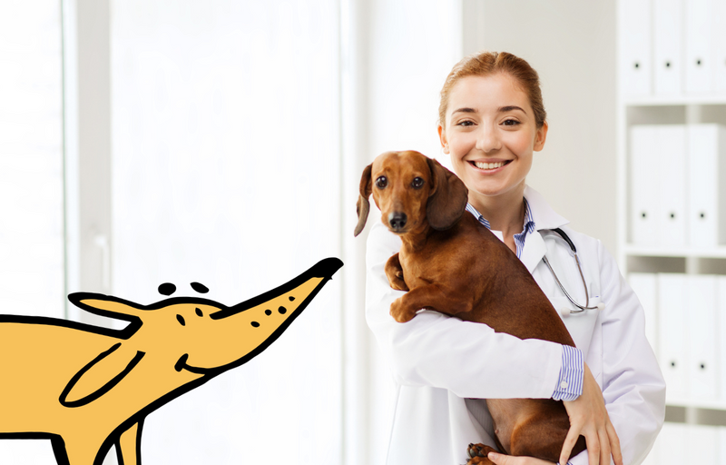 Different Types Of Veterinarians