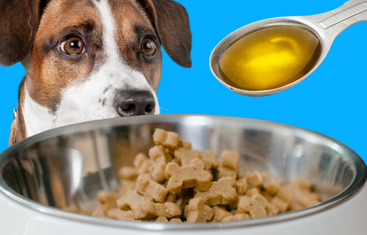 Can Too Much Salmon Oil Hurt a Dog?